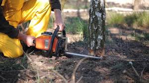 Tree and Shrub Care in Gate City, VA